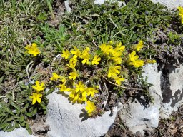 androsace vitaliana-a - 21/05/2020 -Vallon Combeau, Vercors (Drôme)